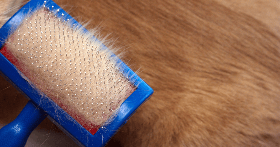 How-to-Remove-Pet-Hair-From-Carpets