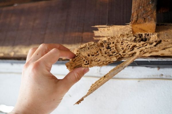 Signs Your Indianapolis, IN Home Has a Hidden Termite Infestation